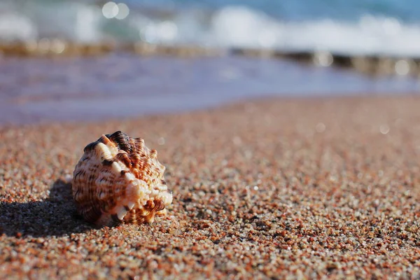 Sea Shells Beach Sandy Beach Waves Summer Vacation Concept Holidays — Stock Photo, Image