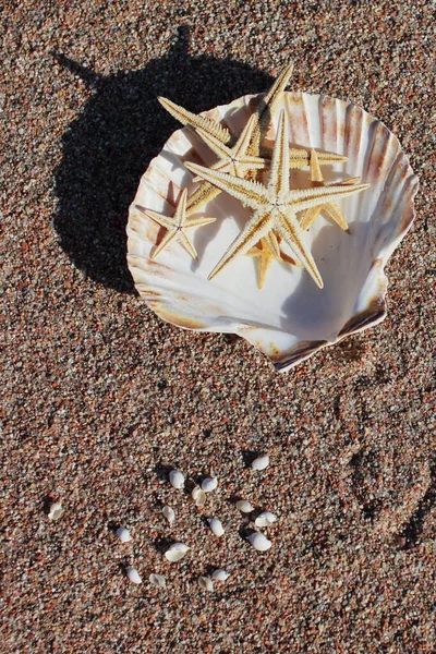 Conchas Marinas Estrellas Mar Playa Playa Arena Con Olas Concepto — Foto de Stock