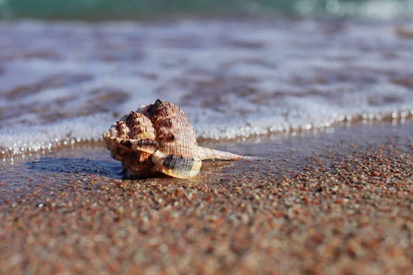 Havsskal Stranden Sandstrand Med Vågor Sommarsemester Koncept Semester Vid Havet — Stockfoto