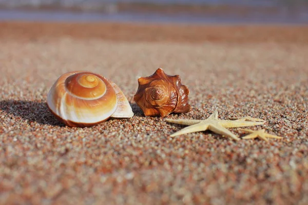 Sea Shells Starfish Beach Sandy Beach Waves Summer Vacation Concept — Stock Photo, Image