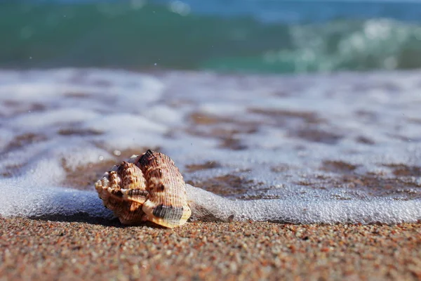 Sea Shells Beach Sandy Beach Waves Summer Vacation Concept Holidays — Stock Photo, Image