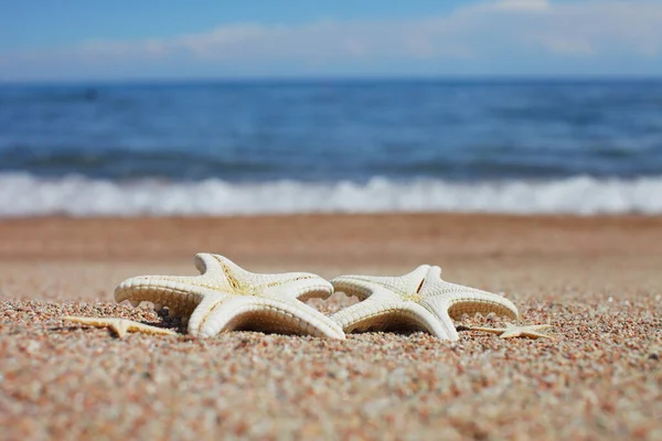 Морская Звезда Пляже Песчаный Пляж Волнами Летние Каникулы Праздники Моря — стоковое фото