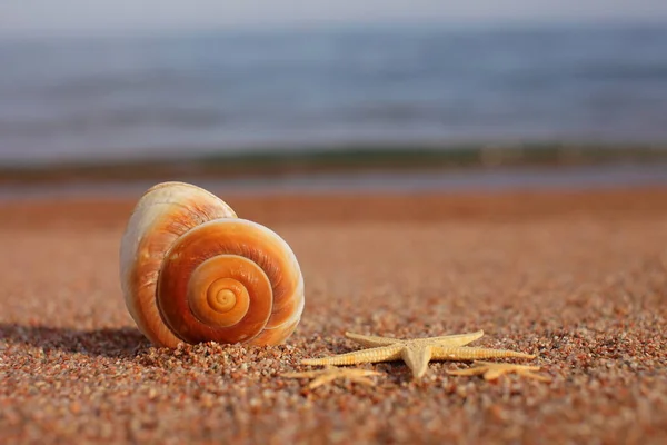 Havsskal Och Sjöstjärnor Stranden Sandstrand Med Vågor Sommarsemester Koncept Semester — Stockfoto