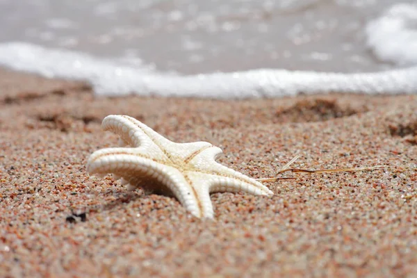 Stelle Marine Sulla Spiaggia Spiaggia Sabbiosa Con Onde Concetto Vacanza — Foto Stock