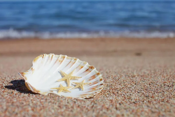 Conchas Mar Estrelas Mar Praia Praia Areia Com Ondas Conceito — Fotografia de Stock