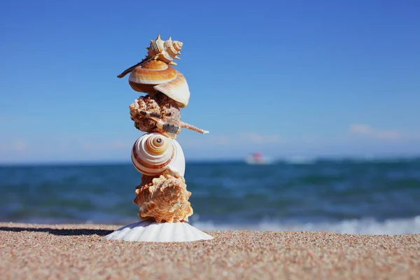 Muscheln Strand Sandstrand Mit Wellen Sommerferienkonzept Urlaub Meer Hochwertiges Foto lizenzfreie Stockbilder