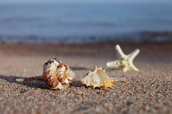 Conchas Marinas Estrellas Mar Playa Playa Arena Con Olas Concepto — Foto de Stock