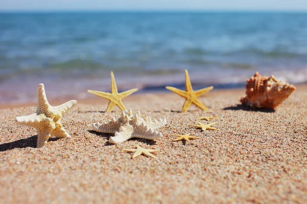 Conchiglie Stelle Marine Sulla Spiaggia Spiaggia Sabbiosa Con Onde Concetto — Foto Stock