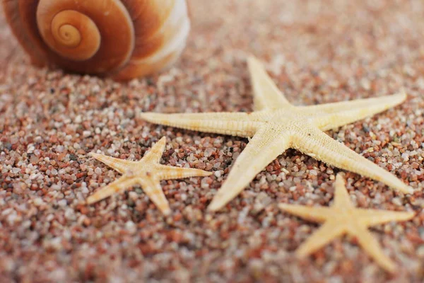 Sea Shells Starfish Beach Sandy Beach Waves Summer Vacation Concept — Stock Photo, Image