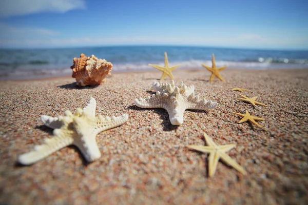 Conchas Marinas Estrellas Mar Playa Playa Arena Con Olas Concepto — Foto de Stock