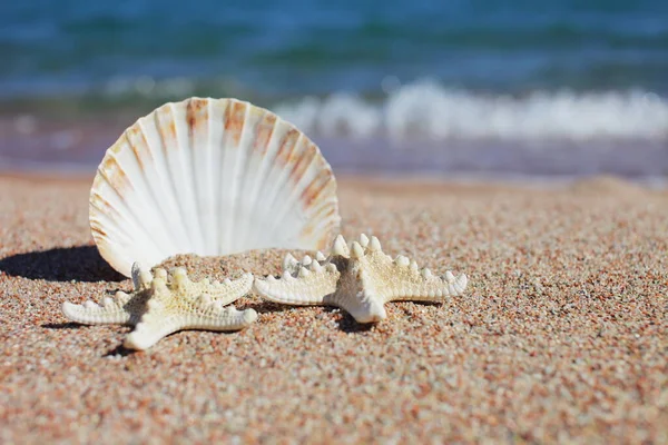 Conchas Marinas Estrellas Mar Playa Playa Arena Con Olas Concepto — Foto de Stock