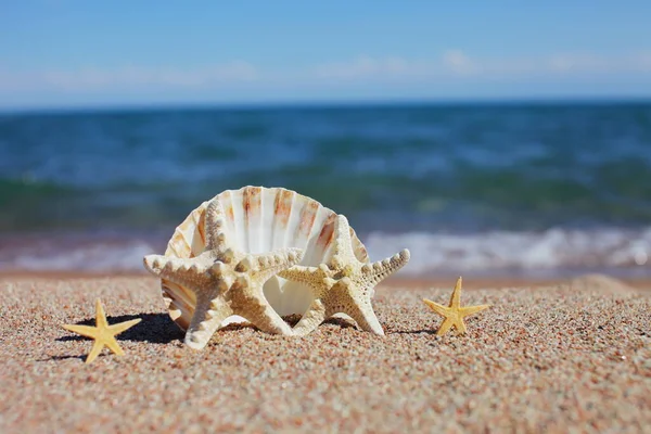 Conchas Marinas Estrellas Mar Playa Playa Arena Con Olas Concepto — Foto de Stock