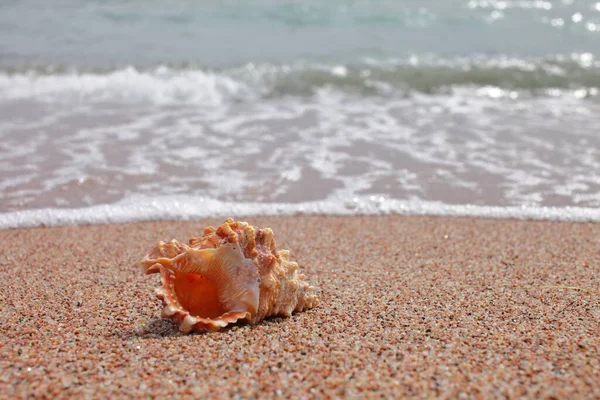 Морські Мушлі Пляжі Піщаний Пляж Хвилями Концепція Літніх Канікул Відпустка — стокове фото