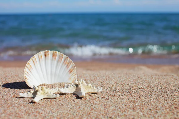 Sea Shells Starfish Beach Sandy Beach Waves Summer Vacation Concept — Stock Photo, Image