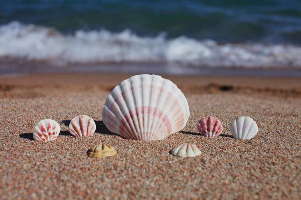 Sea Shells Beach Sandy Beach Waves Summer Vacation Concept Holidays — Stock Photo, Image