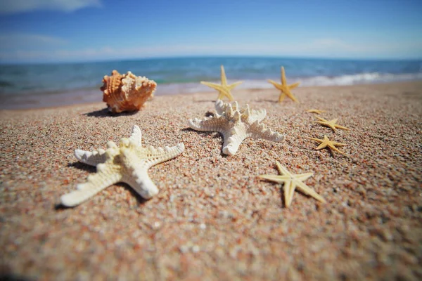 Morskie Muszle Rozgwiazdy Plaży Piaszczysta Plaża Falami Koncepcja Wakacji Wakacje — Zdjęcie stockowe