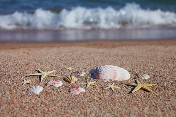 Mořské Mušle Hvězdice Pláži Písečná Pláž Vlnami Koncept Letních Prázdnin — Stock fotografie
