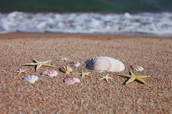 Mořské Mušle Hvězdice Pláži Písečná Pláž Vlnami Koncept Letních Prázdnin — Stock fotografie