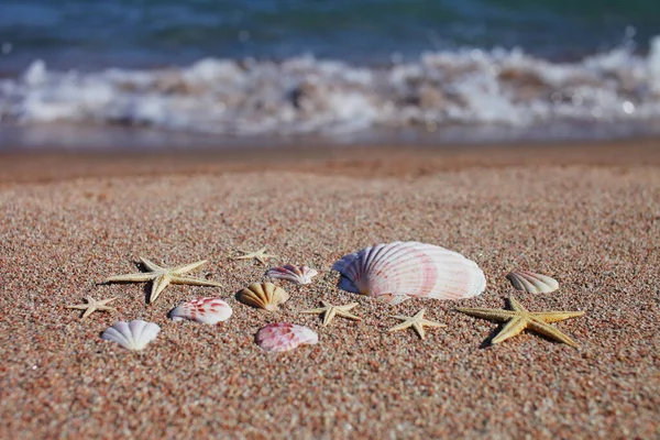 Conchas Marinas Estrellas Mar Playa Playa Arena Con Olas Concepto — Foto de Stock