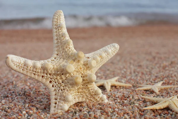 Rozgwiazdy Plaży Piaszczysta Plaża Falami Koncepcja Wakacji Wakacje Nad Morzem — Zdjęcie stockowe