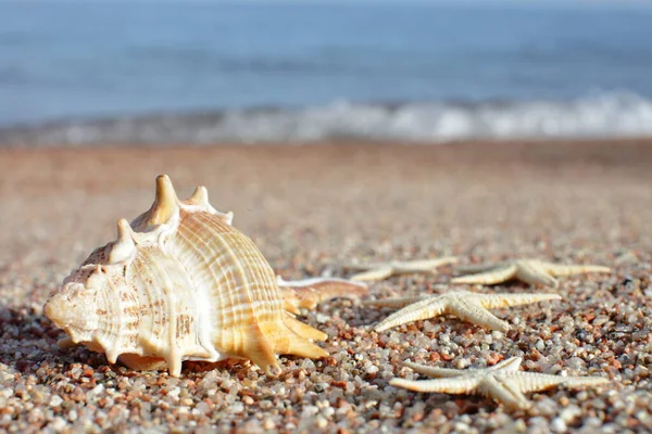 Sea Shells Starfish Beach Sandy Beach Waves Summer Vacation Concept — Stock Photo, Image