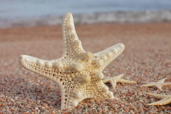 Hvězdice Pláži Písečná Pláž Vlnami Koncept Letních Prázdnin Dovolená Moře — Stock fotografie