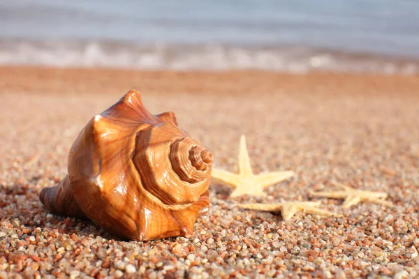 Conchas Marinas Estrellas Mar Playa Playa Arena Con Olas Concepto — Foto de Stock