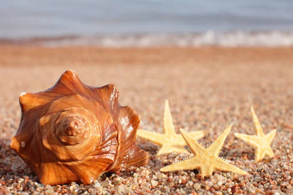 Sea Shells Starfish Beach Sandy Beach Waves Summer Vacation Concept — Stock Photo, Image