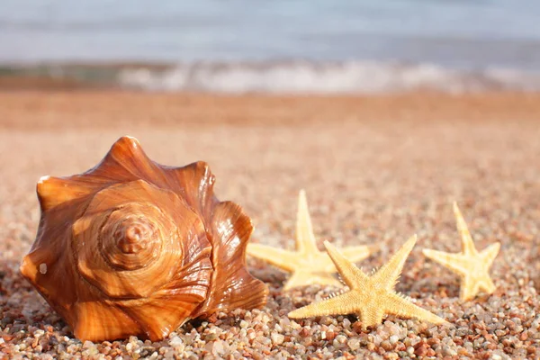 Sea Shells Starfish Beach Sandy Beach Waves Summer Vacation Concept — Stock Photo, Image