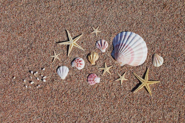 Conchas Mar Estrelas Mar Praia Praia Areia Com Ondas Conceito — Fotografia de Stock