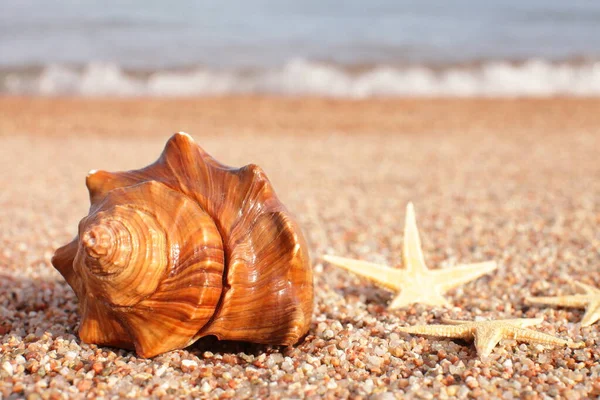 Conchas Marinas Estrellas Mar Playa Playa Arena Con Olas Concepto — Foto de Stock