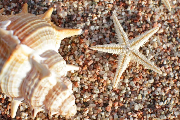 Morskie Muszle Rozgwiazdy Plaży Piaszczysta Plaża Falami Koncepcja Wakacji Wakacje — Zdjęcie stockowe