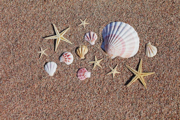 Conchas Mar Estrelas Mar Praia Praia Areia Com Ondas Conceito — Fotografia de Stock