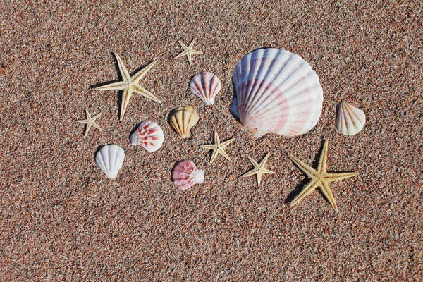 Conchas Marinas Estrellas Mar Playa Playa Arena Con Olas Concepto — Foto de Stock