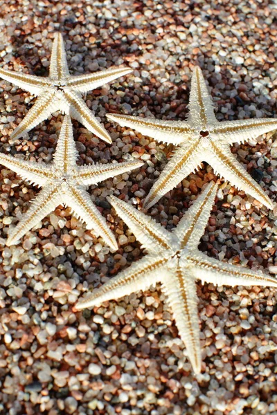 ビーチでヒトデ 波がある砂浜 夏休みのコンセプト 海での休日 高品質の写真 — ストック写真