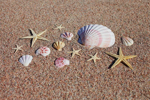 Conchas Mar Estrelas Mar Praia Praia Areia Com Ondas Conceito — Fotografia de Stock