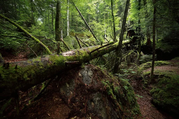 Uma Floresta Tropical Musgo Verde Árvores Pedras Foto Alta Qualidade — Fotografia de Stock