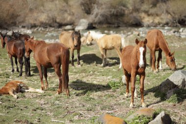 Dağlık arazide atlar. Ön planda tay var, çerçeveye bakıyor. Yüksek kalite fotoğraf