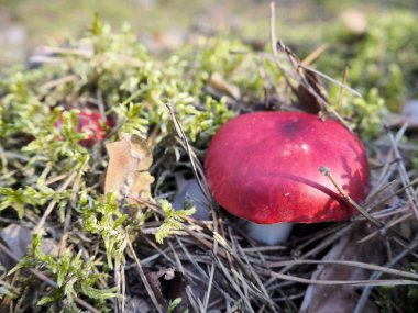 Bir yosun üzerinde kırmızı mantarı