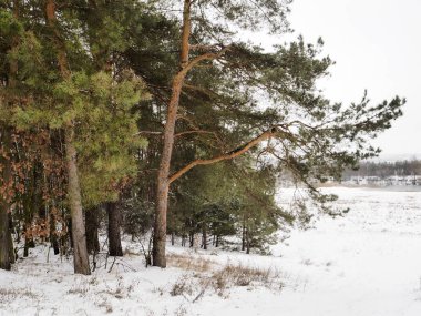 Kışın çam ormanı