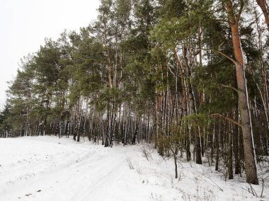 Kışın çam ormanı