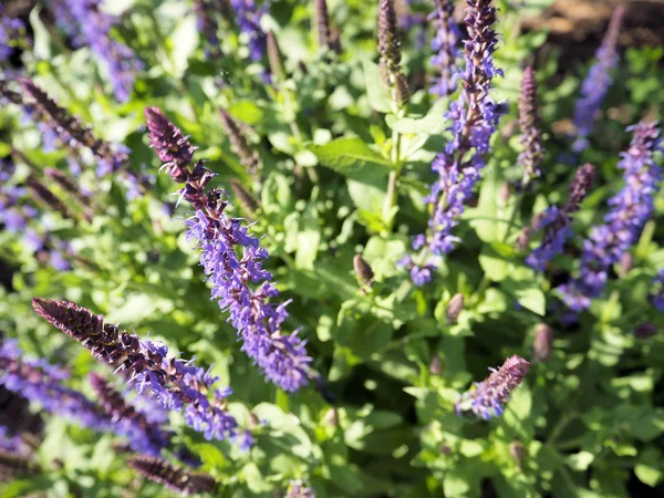 Violet Bloeiende Salie Tuin — Stockfoto