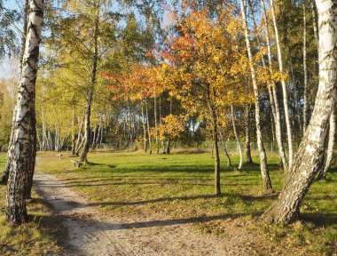 Sarı ve kırmızı yaprakları ile güzel ağaçlar