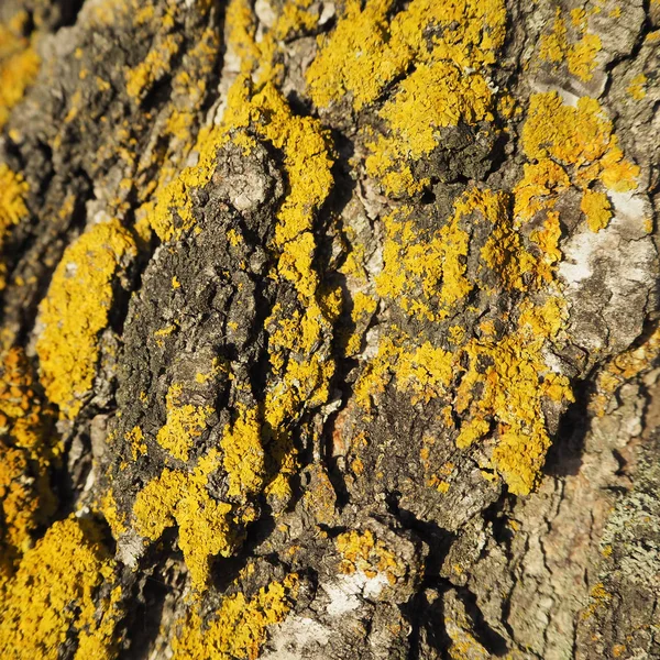 Birch Bark Yellow Lichens — Stock Photo, Image