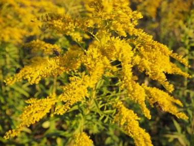 Arılar üzerinde sarı altın başak