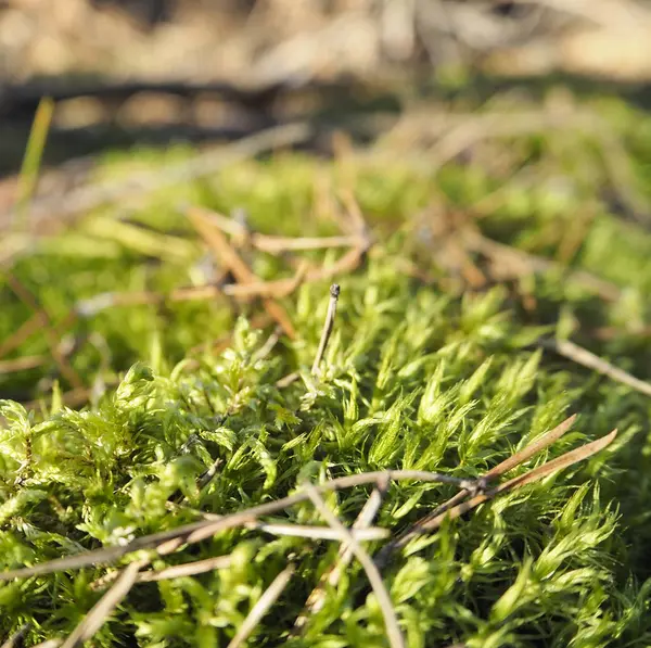 Mousse Verte Dans Forêt — Photo