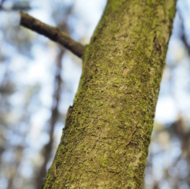 Bir ağaç yosunlu gövde