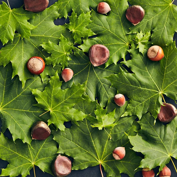 Árbol de arce — Foto de Stock