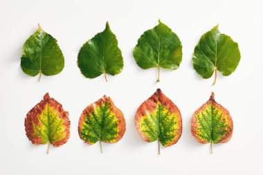 Yaratıcı minimal sonbahar konsepti. Degrade sonbahar yaprakları. Güz Düz Lay. En İyi Görüntü