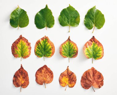 Yaratıcı minimal sonbahar konsepti. Degrade sonbahar yapraklarından yapılmış düzen. Güz Düz Lay. En İyi Görüntü